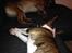 Bullterrier miniature Stubborn Head Danish Danymite aka Loco