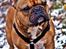 Fransk bulldog Mojo