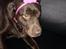 Labrador retriever Nanna  * - 6 år