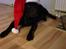 Labrador retriever Nanna  * - 6 år