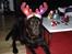 Labrador retriever Nanna  * - 6 år