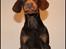 Dobermann LJCH From Island Korsika A Mill. $ Baby (Cocio)