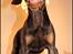 Dobermann LJCH From Island Korsika A Mill. $ Baby (Cocio)