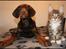Dobermann LJCH From Island Korsika A Mill. $ Baby (Cocio)