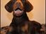 Dobermann LJCH From Island Korsika A Mill. $ Baby (Cocio)