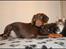 Dobermann LJCH From Island Korsika A Mill. $ Baby (Cocio)