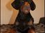 Dobermann LJCH From Island Korsika A Mill. $ Baby (Cocio)