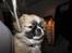 Tibetansk spaniel Gudrun  ("Sarchris Dina"- DKK stambog: