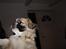 Tibetansk spaniel Gudrun  ("Sarchris Dina"- DKK stambog: