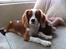 Cavalier king charles spaniel Uffe