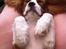 Cavalier king charles spaniel Uffe