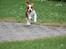 Cavalier king charles spaniel Uffe