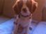 Cavalier king charles spaniel Uffe