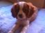 Cavalier king charles spaniel Uffe