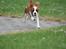 Cavalier king charles spaniel Uffe