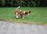 Cavalier king charles spaniel Uffe
