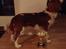 Cavalier king charles spaniel Uffe