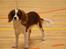 Cavalier king charles spaniel Uffe
