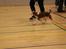 Cavalier king charles spaniel Uffe
