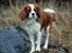 Cavalier king charles spaniel Uffe