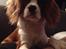Cavalier king charles spaniel Uffe