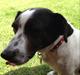 Jack russell terrier Frede