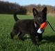 Schæferhund Oswald