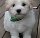 Coton de tulear Marley