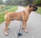 Boerboel Boelsplaas Zeus