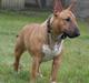 Bullterrier miniature Bullcreeks A Taste Of Honey 'Abby'