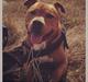 Blanding af racer BALDER *HIMMELHUND*
