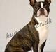 Boston terrier Bubbi