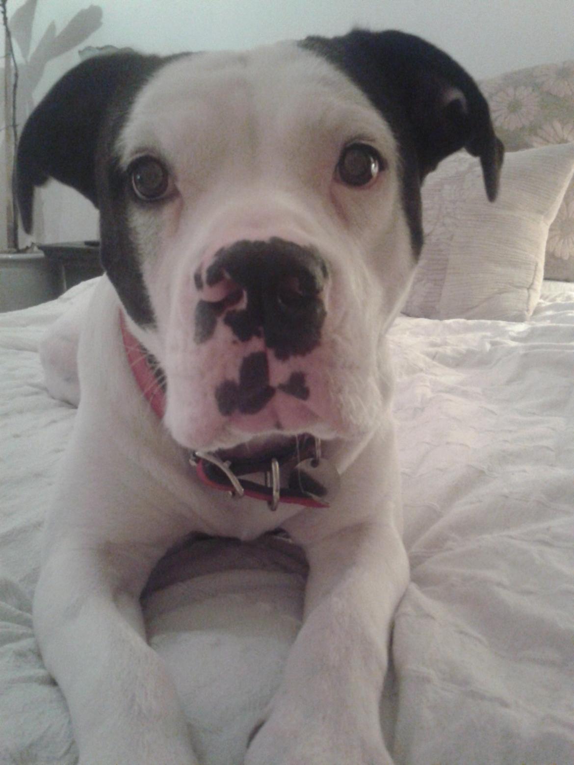 Amerikansk bulldog Freja billede 21