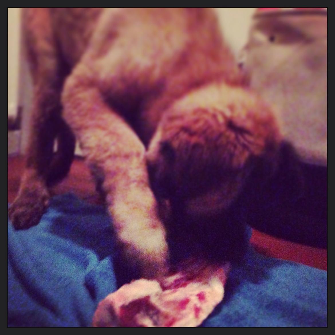 Leonberger Ollie billede 14