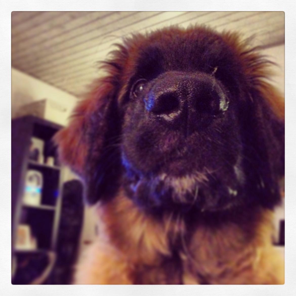 Leonberger Ollie billede 15