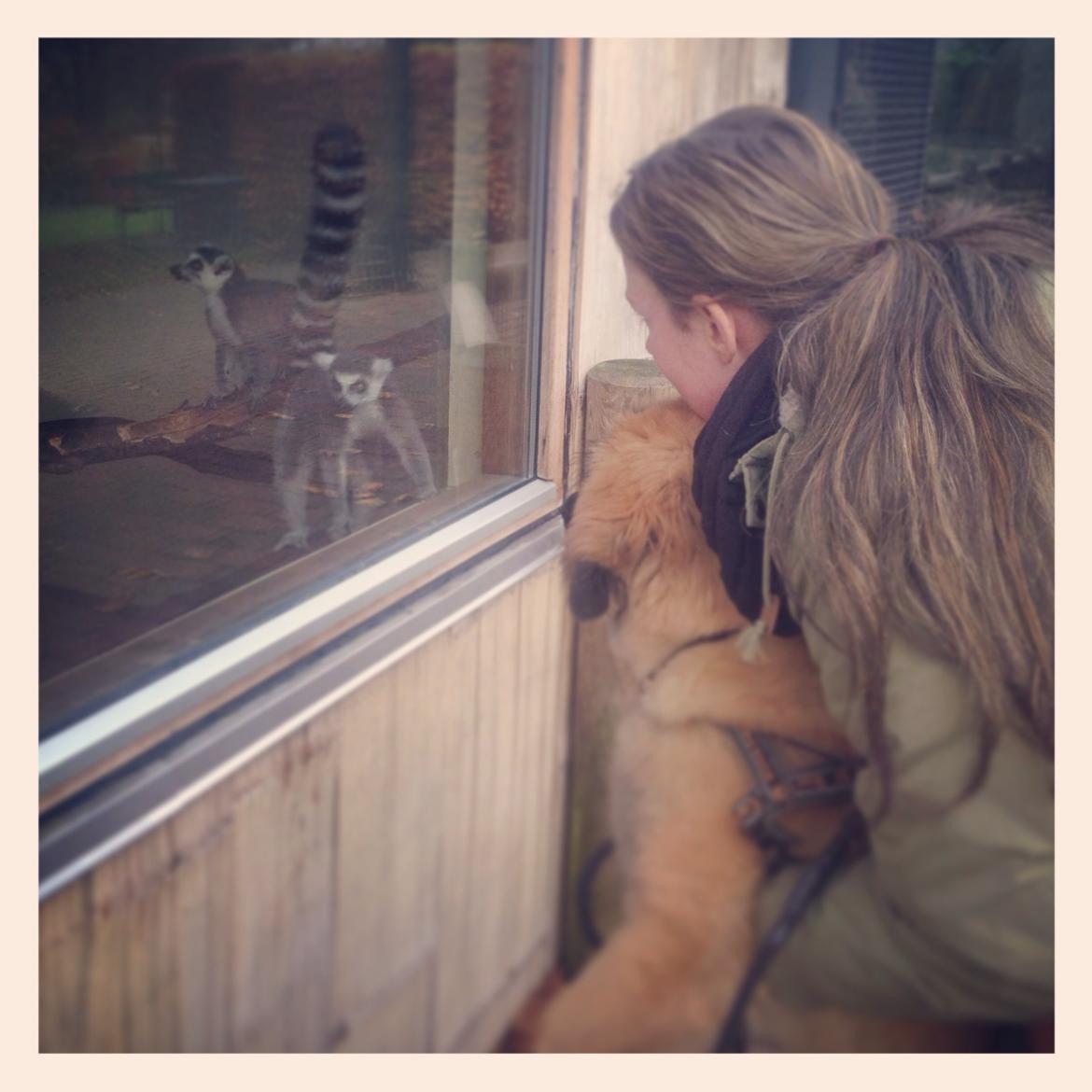 Leonberger Ollie billede 16