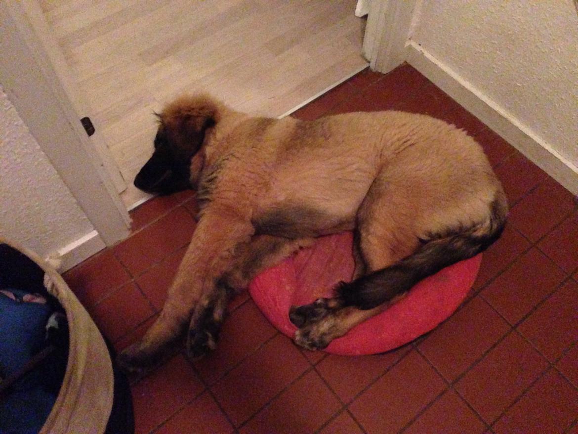 Leonberger Ollie billede 17