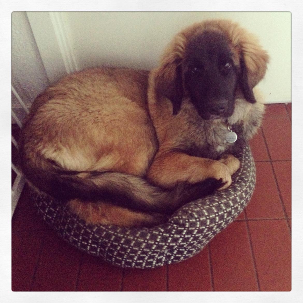 Leonberger Ollie billede 18