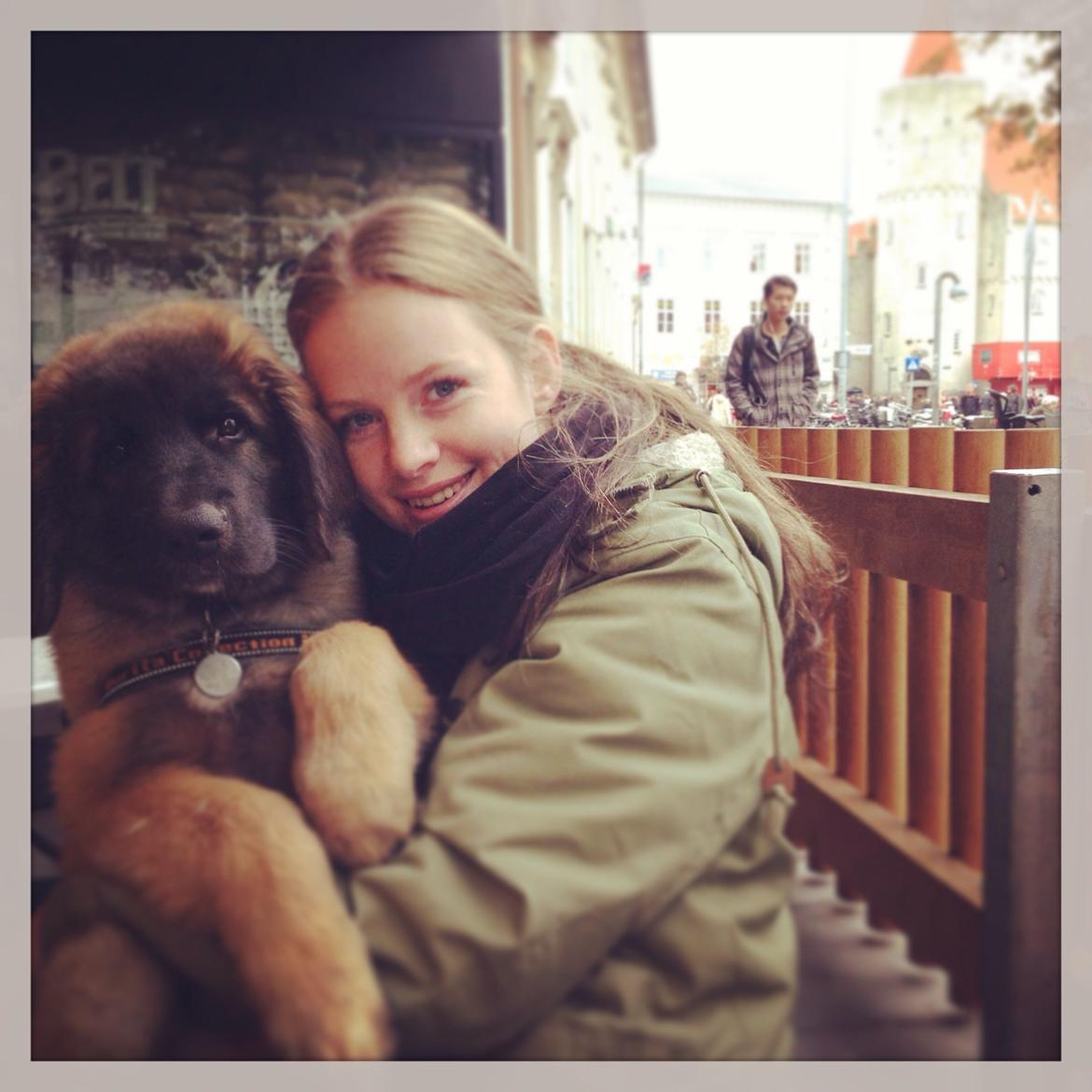 Leonberger Ollie billede 19