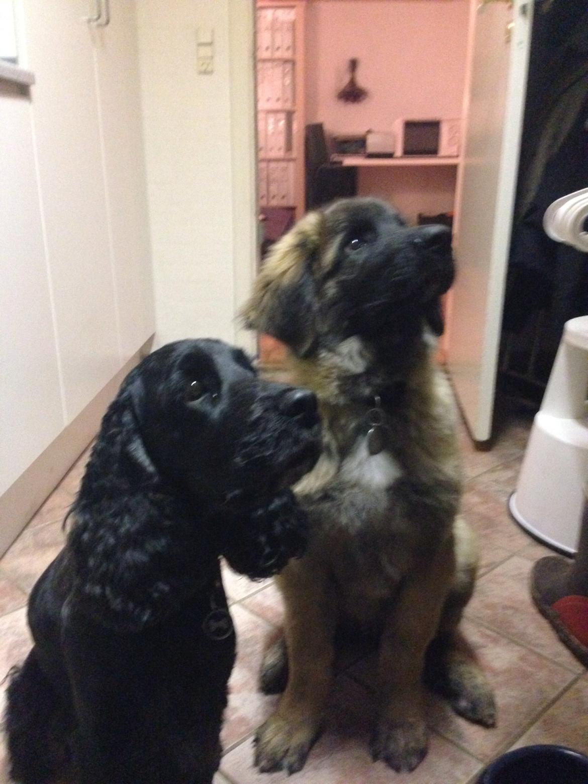 Leonberger Ollie billede 20