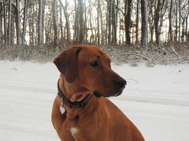 Rhodesian ridgeback Stella - 7/12-2013 billede 1