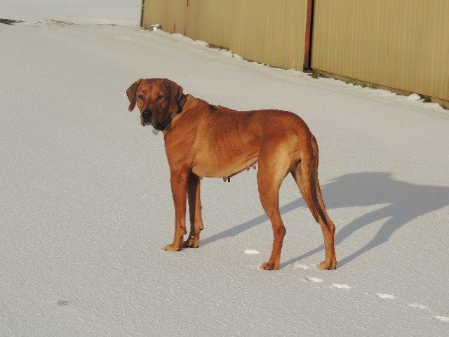 Rhodesian ridgeback Stella - 7/12-2013 billede 3