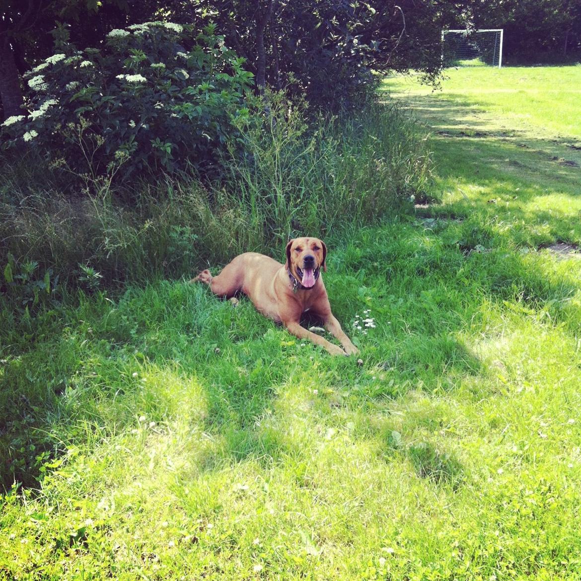 Rhodesian ridgeback Stella - Stella daser i solen billede 4