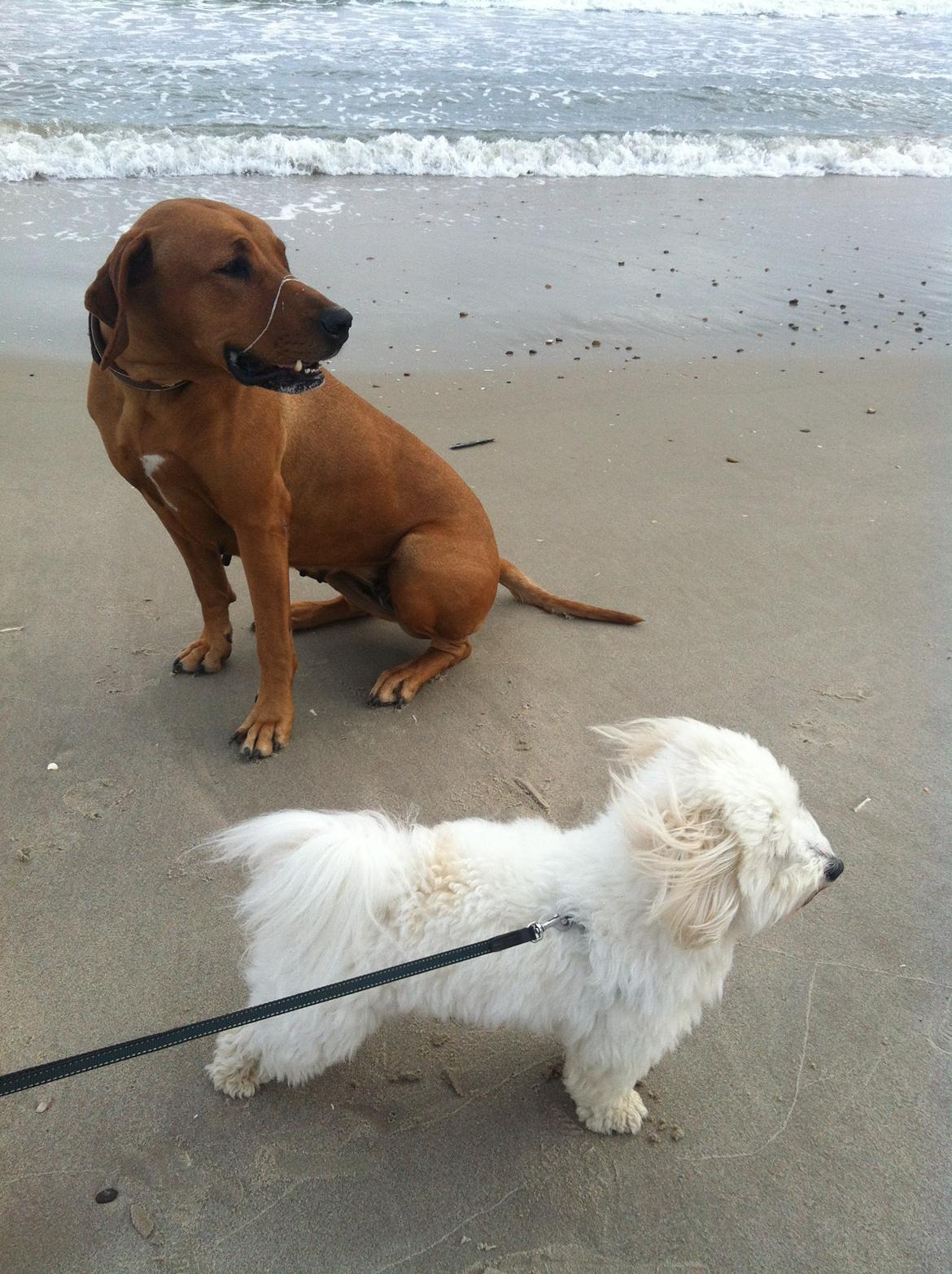 Rhodesian ridgeback Stella - Stella og Futte på stranden 2013 billede 2