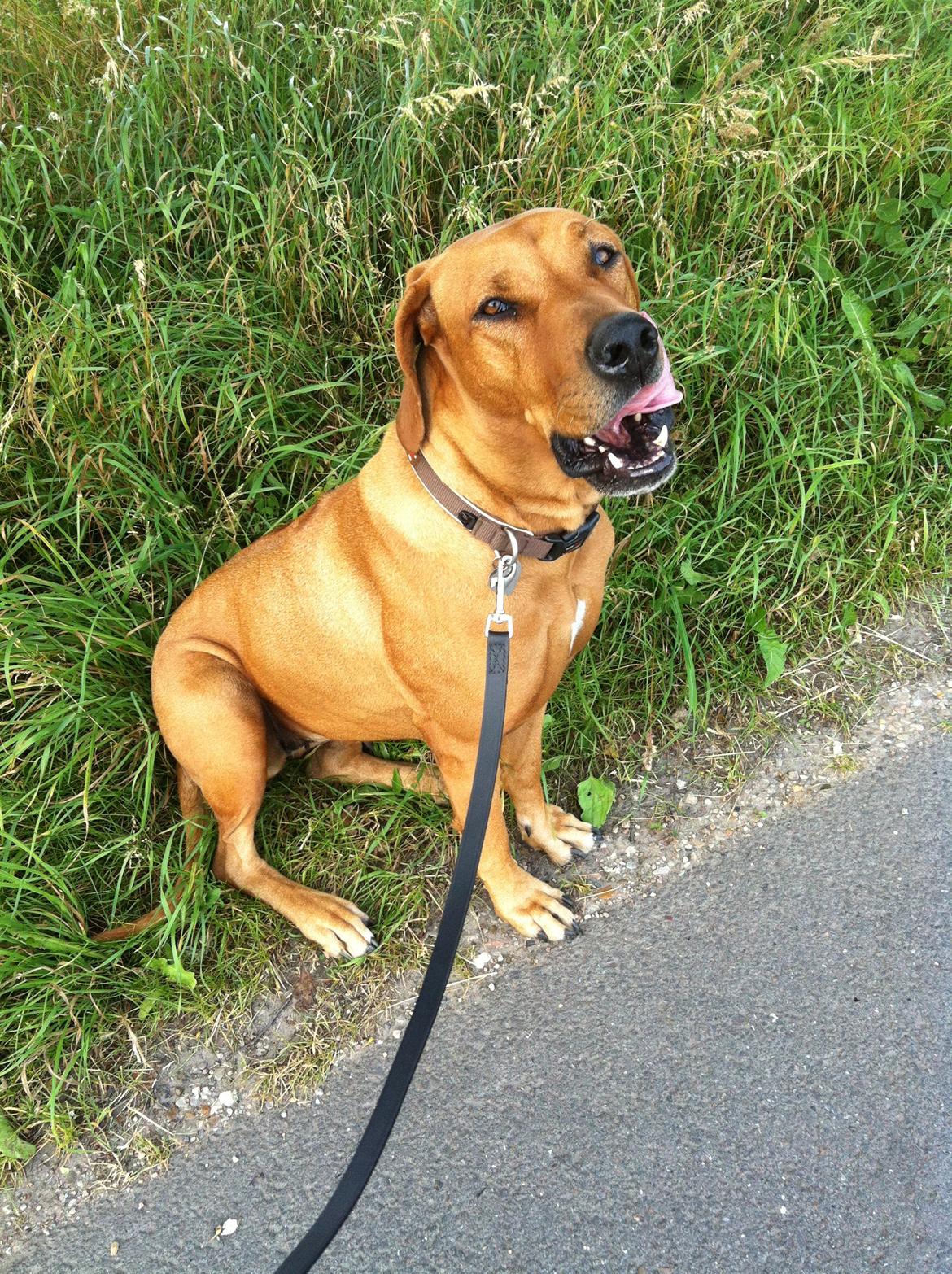 Rhodesian ridgeback Stella - Musen 2013 billede 8