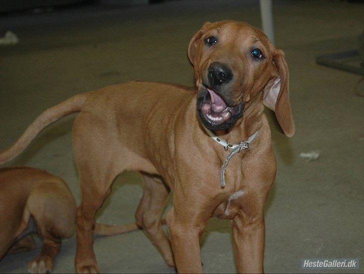 Rhodesian ridgeback Stella - Stella som hvalp 2007 billede 9