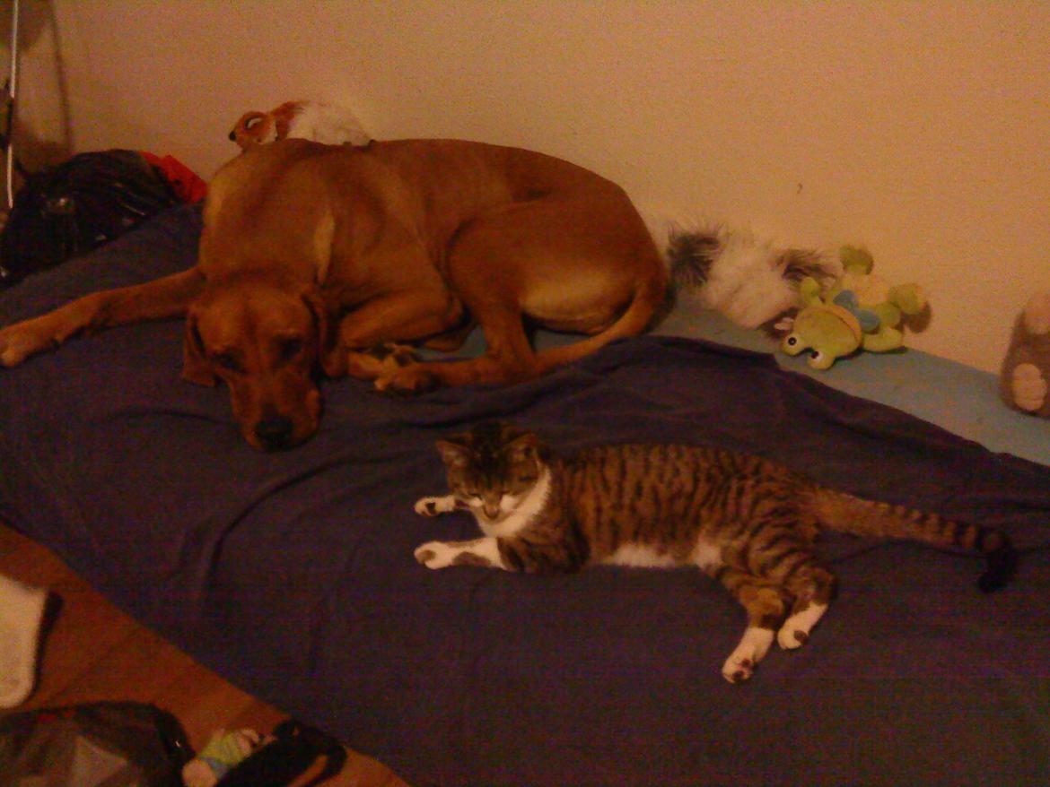 Rhodesian ridgeback Stella - Stella og min gamle kat Killing 2010 billede 10
