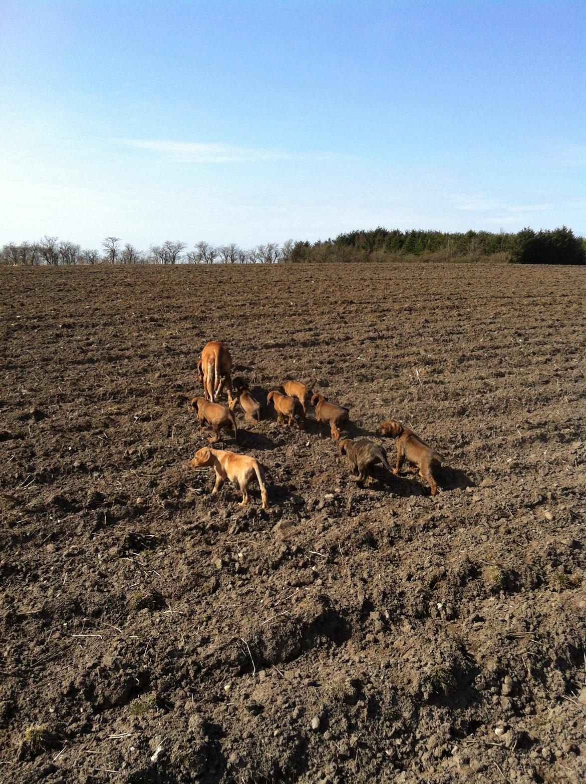 Rhodesian ridgeback Stella - På gåtur med Stella og hvalpene billede 12