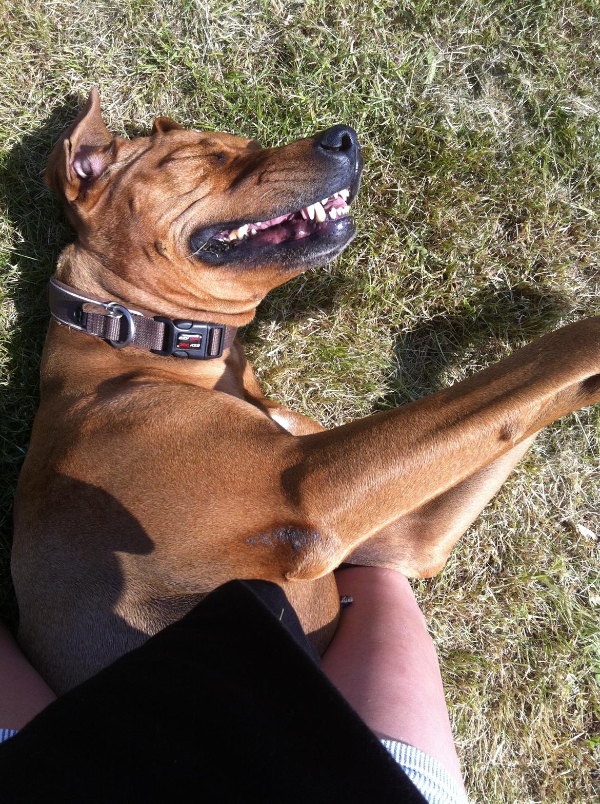 Rhodesian ridgeback Stella - Stella midt i et nys 2013 billede 13