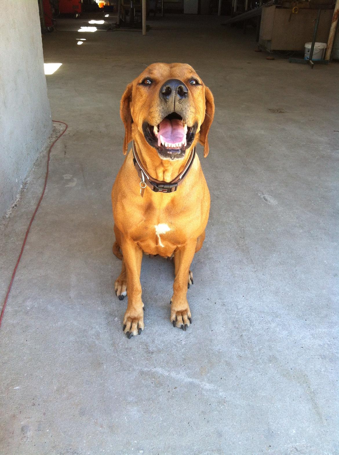 Rhodesian ridgeback Stella - Bebs er bare såå sød billede 14